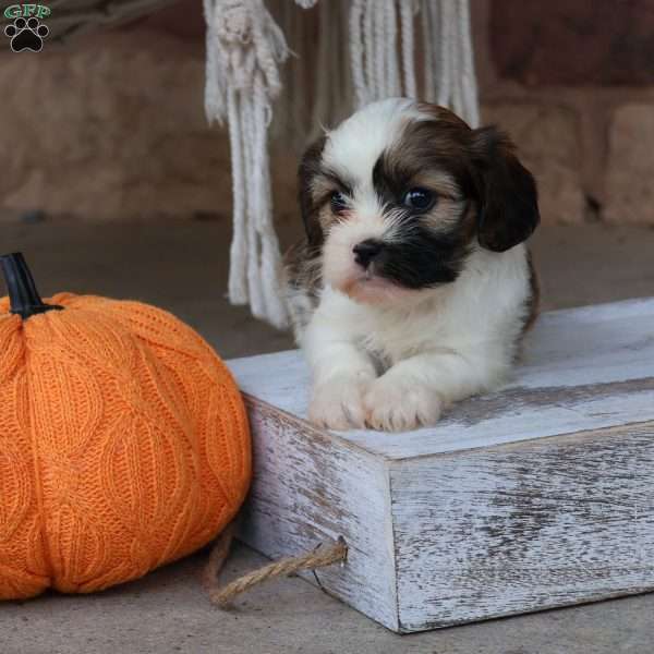 Kinley, Cava-Tzu Puppy